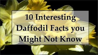 10 Interesting Facts About Daffodils [upl. by Noorah]