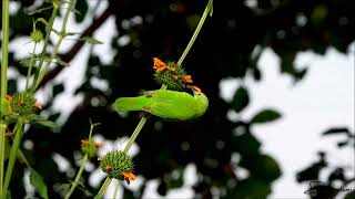 Golden fronted Leafbird  Ravi Golani [upl. by Fadden721]