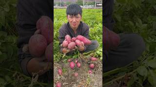 Amazing Potatoes🥔🥔 Harvesting from Farm With Rural Farmer Activites satisfying shorts [upl. by Asilav]