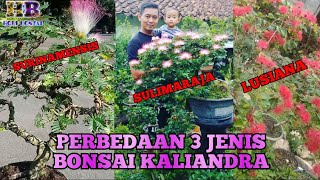 PERBEDAAN 3 JENIS BONSAI KALIANDRA [upl. by Merle]