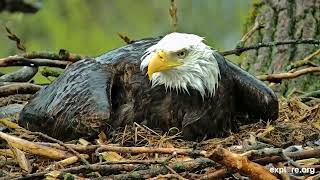 An Eaglets Life  How Do Eaglets Become Eagles [upl. by Alban]