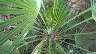 Chamaerops humilis Growth Rate 2019  2023 [upl. by Alison914]