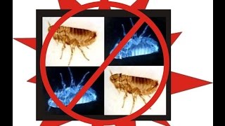 Simple Tips for Safe Flea Control in Tamil  How To Remove Fleas [upl. by Eelitan542]