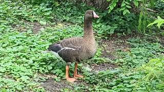 Lesser WhiteFronted Goose Casually Walks And Snacks [upl. by Stclair]