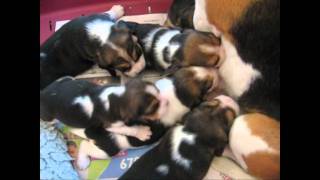 Beagle miot Y  3 tygodnie  litter Y three weeks old [upl. by Anait]