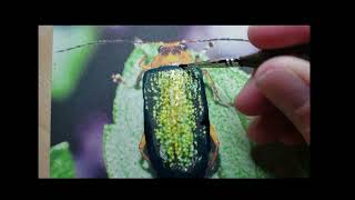 Longhorn Beetle Gets a Brush Up [upl. by Howes]