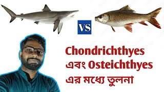 Difference between Chondrichthyes and Osteichthyes  কনড্রিকথিস ও অস্টিকথিস মধ্যে পার্থক্য [upl. by Bartosch]