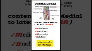 Cubital Fossa Anatomy  Mnemonic MBBR for Medial to Lateral Structures  Medico Quiz [upl. by Rogergcam]