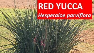 Red Yucca in Nevada Arizona  Hesperaloe parviflora [upl. by Niko618]