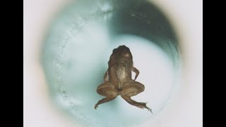 Everything Is Magnetic Moving Water With Magnets And Levitating Frogs [upl. by Bannon]