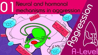 Neural and Hormonal  Aggression AQA ALevel Psychology [upl. by Irme]