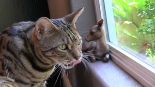 Cat Chatter closeup you can hear his teeth chatter with excitement [upl. by Lede825]