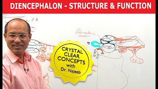 Diencephalon  Structure amp Function  Neuroanatomy [upl. by Nylirrej]