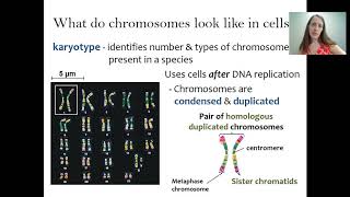 What does a chromosome look like [upl. by Flowers522]