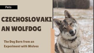 Czechoslovakian Wolfdog The Dog Born from an Experiment with Wolves [upl. by Subir]