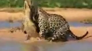 Leopard hunts crocodile Incredible footage You must see Леопард охотится на крокодила [upl. by Kcirdnekal]