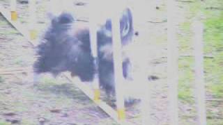 Havanese Weaves  Agility Dog Bella [upl. by Ibbor]