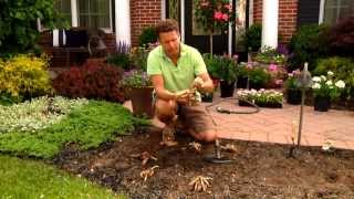 How to Plant Dahlias [upl. by Rather681]