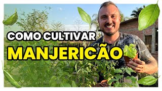 COMO CULTIVAR MANJERICÃO  Conheça 12 tipos diferentes dessa hortaliça [upl. by Sucramd325]