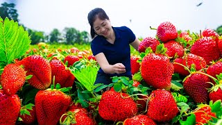 Harvest Strawberry amp Goes To Market Sell  Harvesting And Cooking  Lý Song Ca [upl. by Adnohsed]