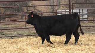 Lot 6  2024 PHG Princesses of the Prairie  Gelbvieh Female Sale [upl. by Kacie375]