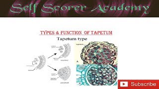 Types amp Function of Tapetum [upl. by Oilut]