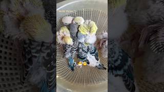 Breeding progress 🐣 wowbirds budgies parrotlover budgiessetup smallparrot petcare lovebirds [upl. by Idnas]