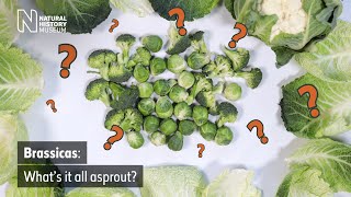 Brussels sprouts broccoli and cauliflower all come from one plant  Natural History Museum [upl. by Krystyna]