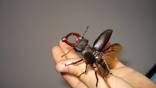 FLYING Stag Beetle  Fliegender Hirschkäfer  Lucanus cervus cervus [upl. by Eelhsa]