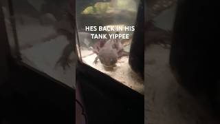 Daily dose of Nettle axolotl cute silly subscribe [upl. by Mikah]