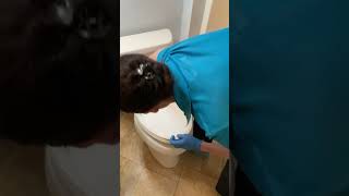 Why Toilets Need Regular Flushing cleaningtips bathroomcleaning [upl. by Ressan]