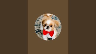 Shih Tzu LIVE walk chicago dog doglover cutedog fun amazing cold streamer livestream new [upl. by Asilej]