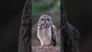 Sound of Shorteared Owl Hooting [upl. by Acassej]