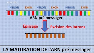 La transcription de lADN en ARN messager [upl. by Jaworski]