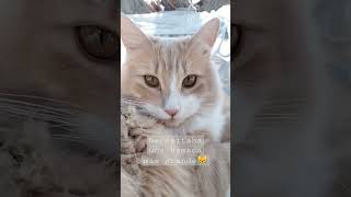 hamacas macramé para gatos😹 cat catvideos cattraining hamacas macrame tutorialesvideos [upl. by Nolita]