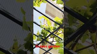 Grapes gardenterracegarden grapetree viral2024 [upl. by Ardet]