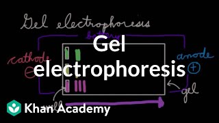 Gel electrophoresis  Chemical processes  MCAT  Khan Academy [upl. by Fidelas]