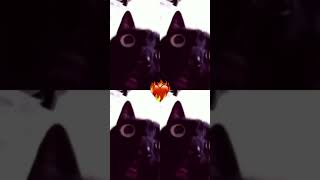 black cat meme [upl. by Imarej]