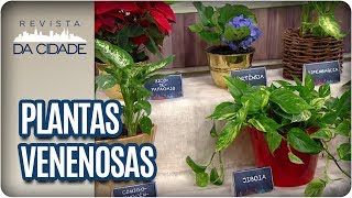 Cuidados com Plantas Venenosas  Revista da Cidade 27062017 [upl. by Nnylarac]