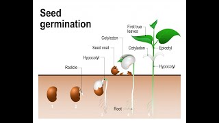 How To Draw Monocot plant  monocotyledons Diagrams  seed germination Hellen Drawings [upl. by Reivax]