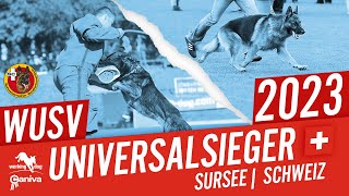 WUSV Universalsiegerwettbewerb 2023  Winner  WorkingDog [upl. by Terrill]