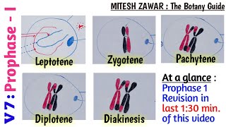 Prophase 1  Leptotene Zygotene Pachytene Diplotene and Diakinesis  Stages of Prophase 1 [upl. by Piegari]