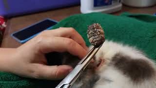 OMG POOR KITTEN WITH GIANT LARVA IN YOUR HEAD  Cuterebra Removal From Cat Head [upl. by Venu712]