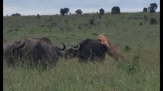 Lions hunting buffalo in Kenya [upl. by Civ]