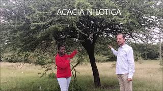 Acacia Nilotica tree important Health Benefits [upl. by Colvin]