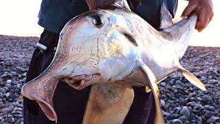 PESCA DE PEZ GALLO  EL VIEJO COMENZÓ LA TEMPORADA CON UNA GRAN CAPTURA  RAWSON  CHUBUT  ARG [upl. by Odom526]