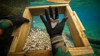 I Found a Megalodon Shark Tooth Underwater While Fossil Hunting How to Find Shark Teeth [upl. by Sella]