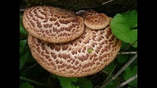 Feel Safe Foraging and Eating The Pheasant Back Mushroom Dryads Saddle [upl. by Tamas]