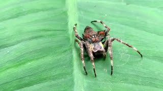 🕷 Old spider bird dung crab spider [upl. by Pedrick340]