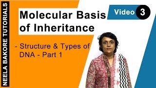 Molecular Basis of Inheritance  NEET  Structure amp Types of DNA  Part 1  Neela Bakore Tutorials [upl. by Worrell]